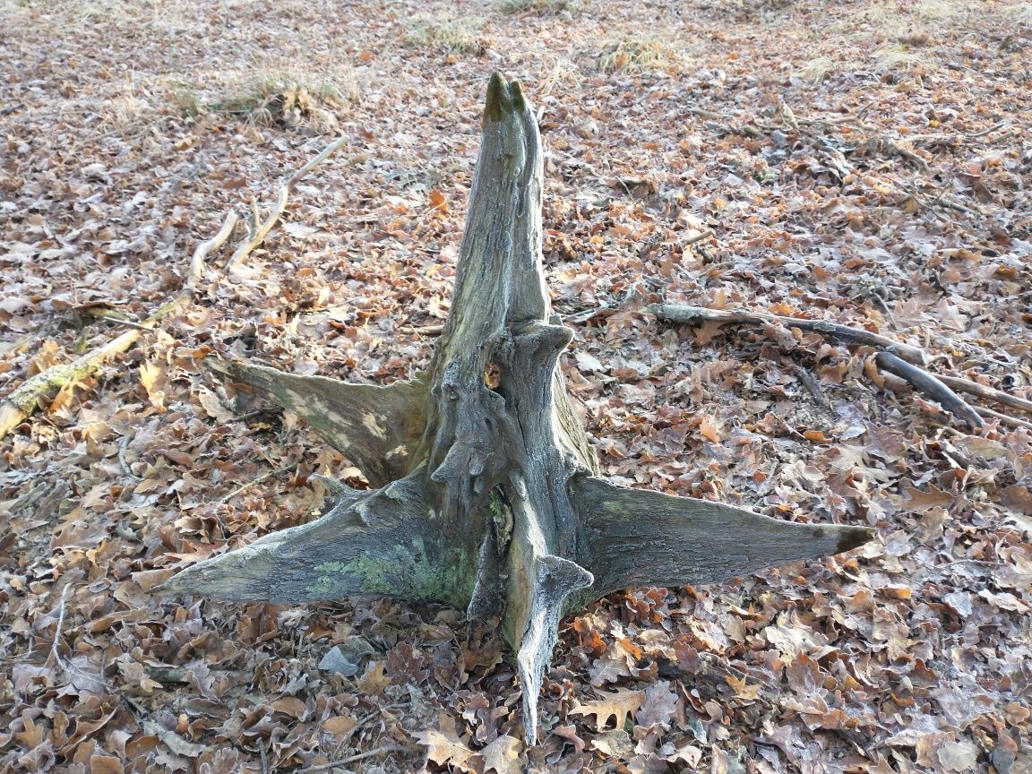 Korzeń dębowy naturalny