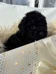 Pudel toy mini sunia Tina