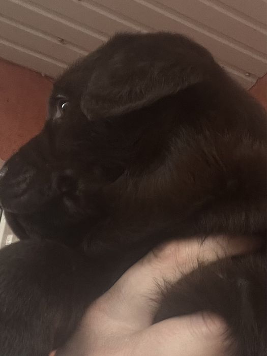 Дівчинка( темний гіркий шоколад)