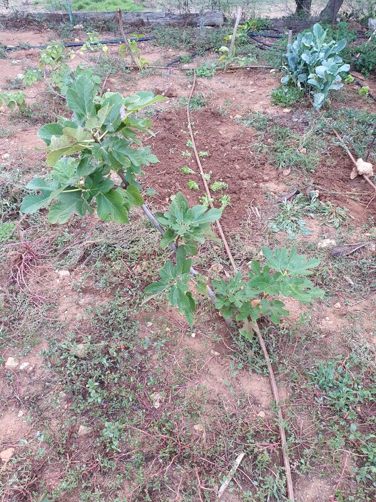 Produtos hortícolas- figueira pingo de mel