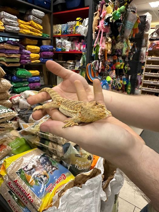 Agama brodata SABA
