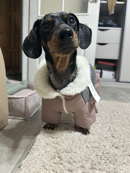 Комбінезон для собак