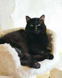 Черный красавец кот Кевин, 3 г. Кастрированный котик