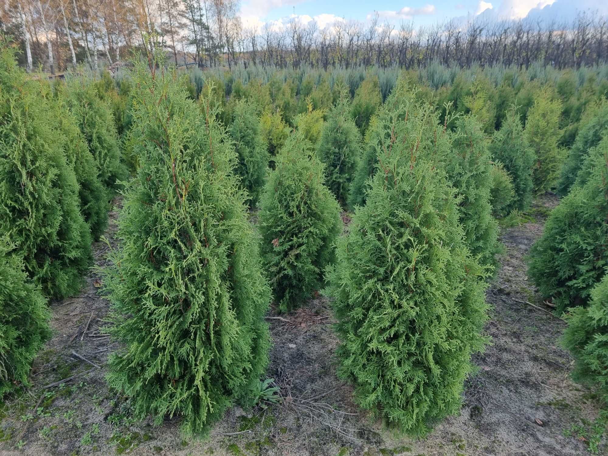 Tuja kolumna 160cm, żywotnik zachodni ,,columna", Thuja occidentalis