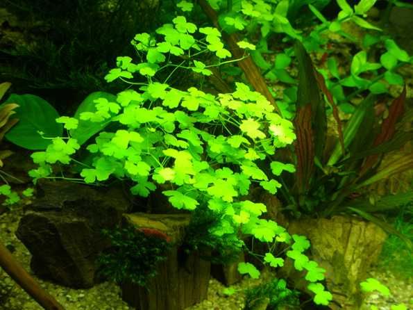 Гидрокотила трипартита. Рослини для акваріума