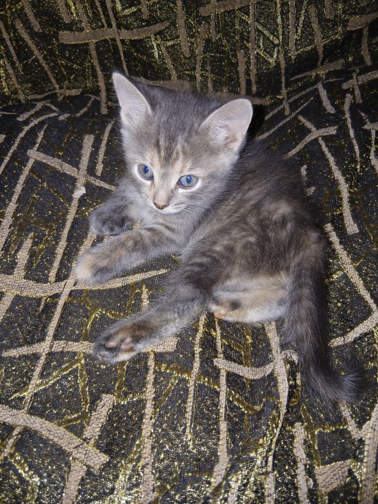 кошенята шукають люблячі домівки!