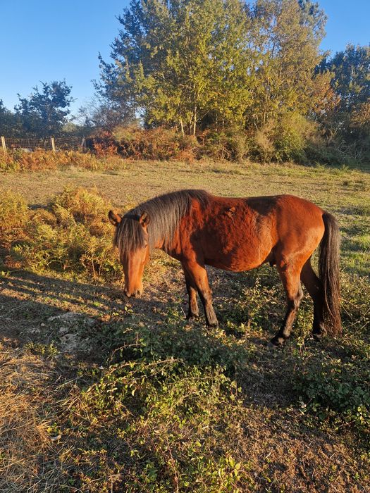 Vendo ou troco cavalo garrano