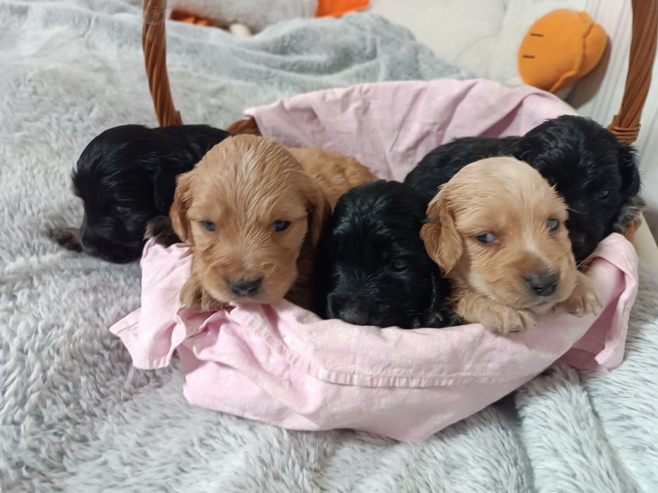 Цуценята англійського кокер-спанієля