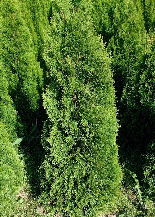 Piękna tuja thuja tuje szmaragd od 60 cm-200 cm Szkółka.