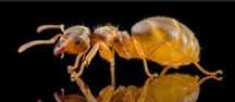 Mrówki lasius flavus