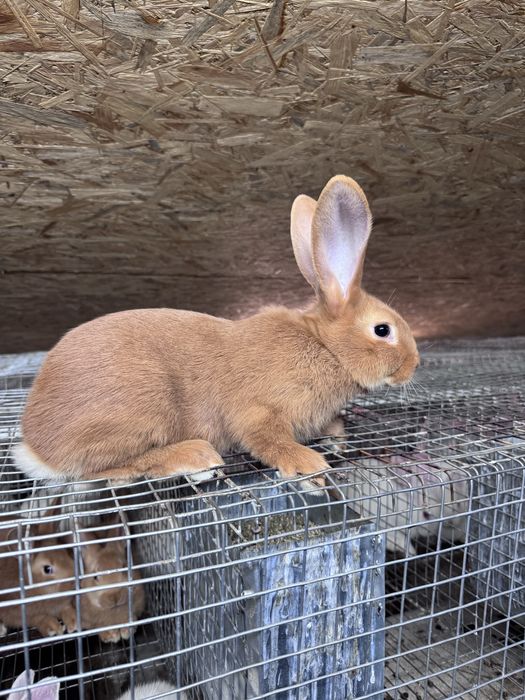 Кролики породи Бургунці