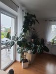 Fikus 2.5 metrowy