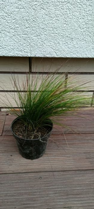 Kostrzewa walberla festuca walberla