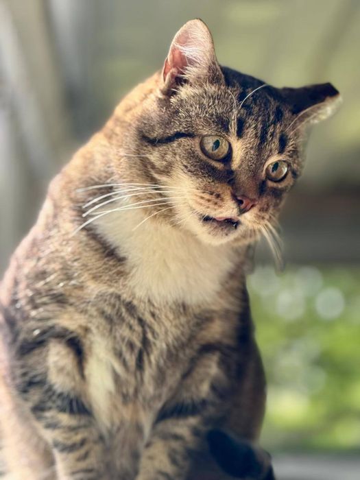 Kruszyna - wykątkowa, śliczna, grzeczna - szuka domu