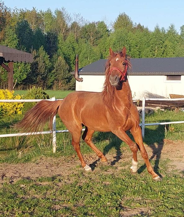 Sprzedam 4 letniego wałacha arabskiego