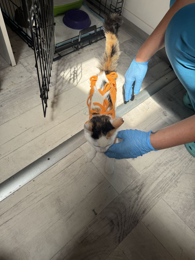 Oddam kotke do adopcji