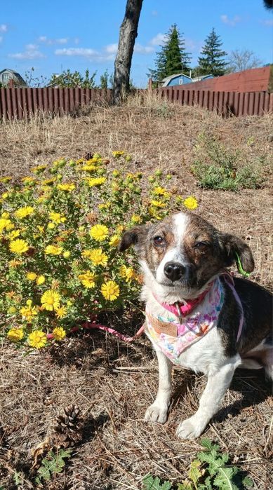 Отдам даром в добрые руки собачку метис маленькой породы