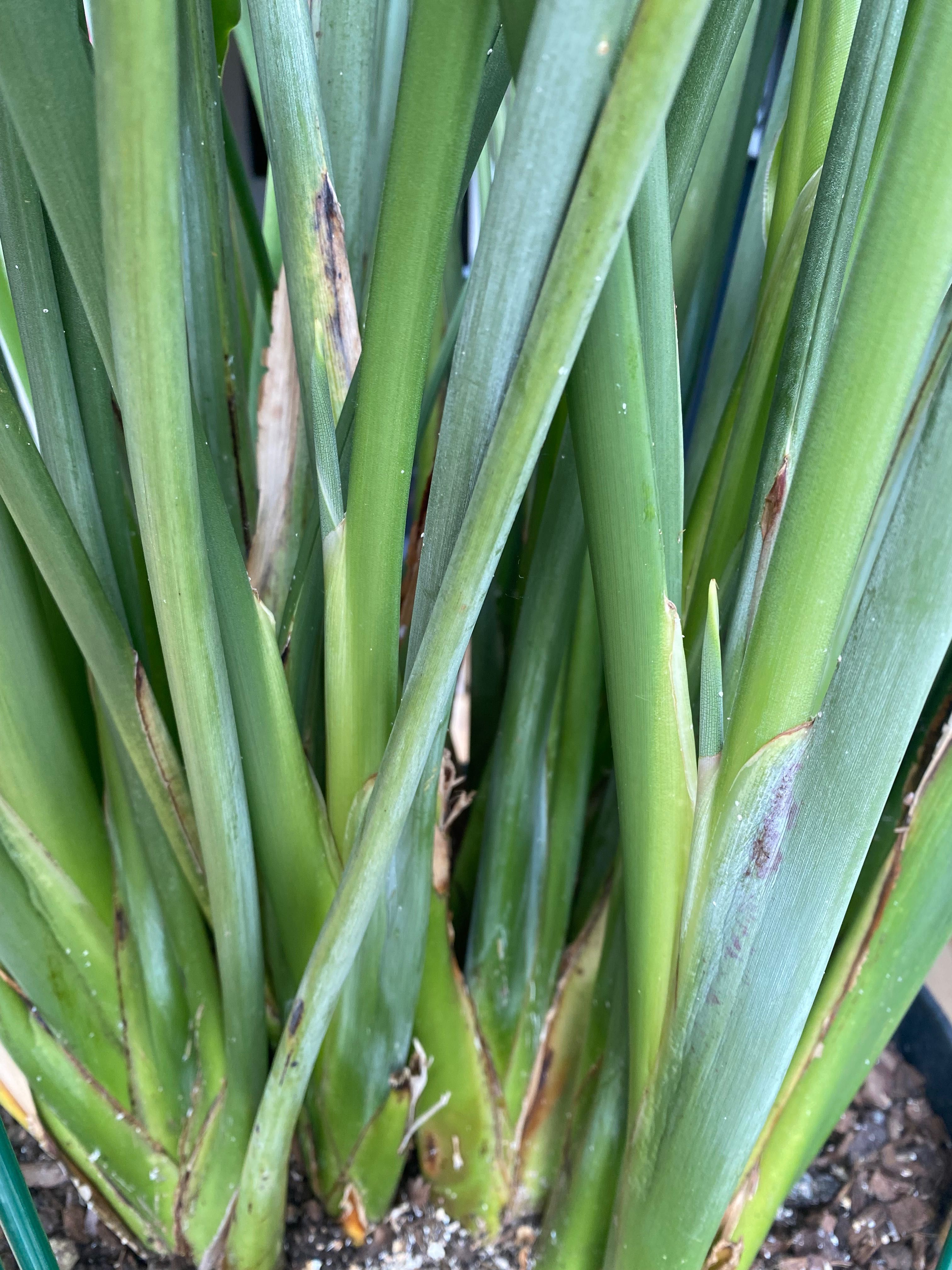 Strelicja reginae