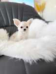 Chihuahua przepiekny dlugowlosy chlopiec mini zkwp/fci
