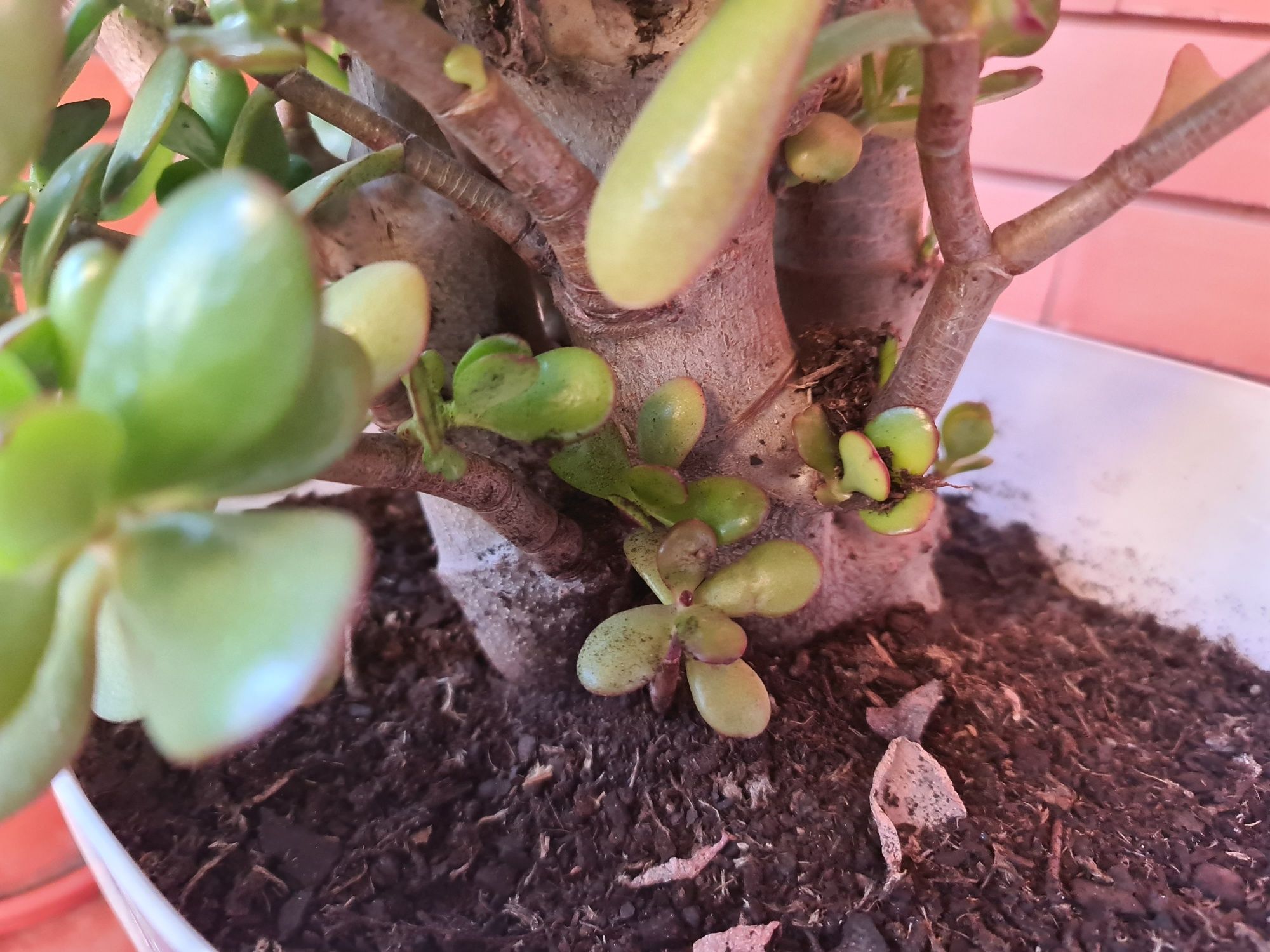 Planta jade com 6 anos