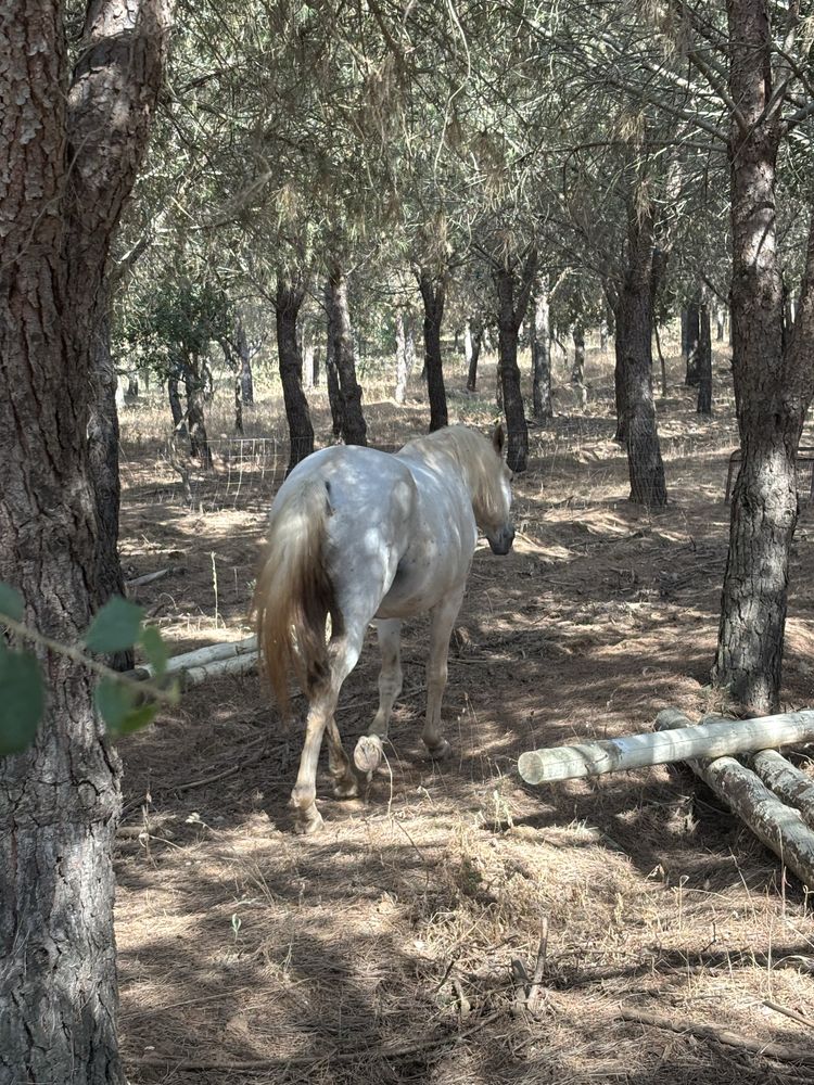 Cavalo alto manso