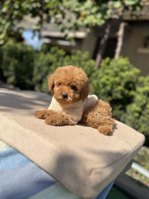 Мальтипу кроха мальчишка