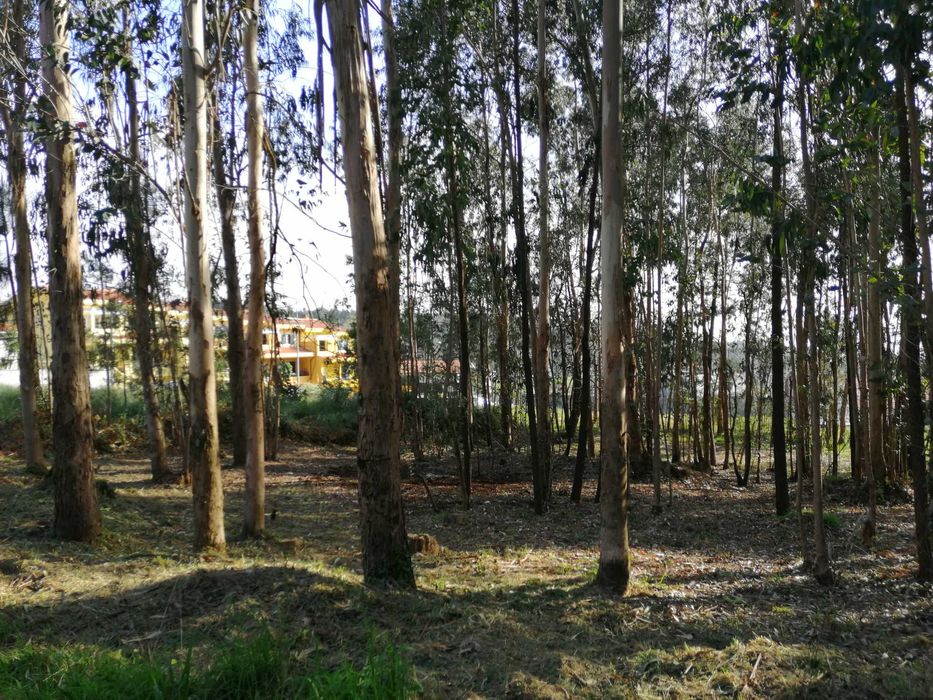 Lote de Terreno em S. João de Ver