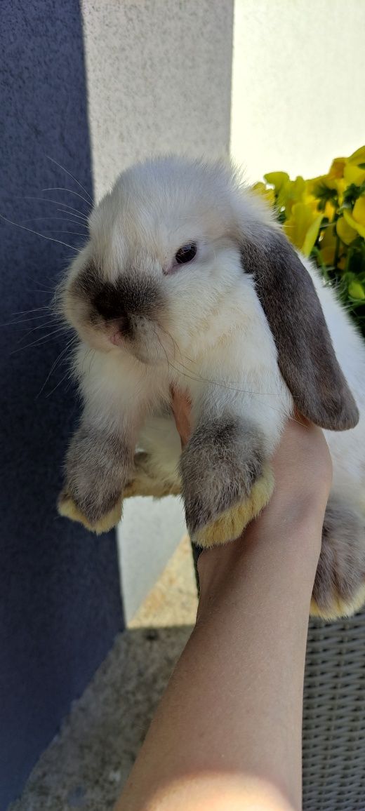 Mini Lop królik gotowe do odbioru