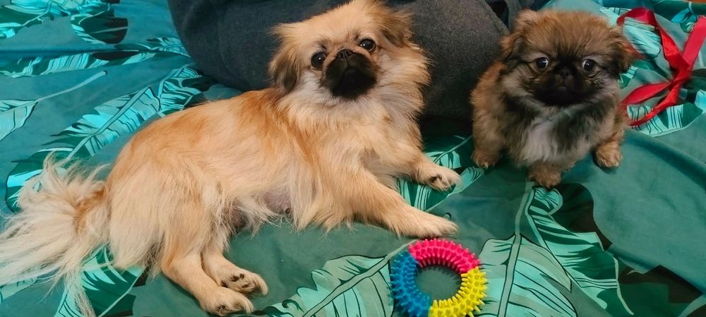 Чистокровний Королівський Міні Пекінес