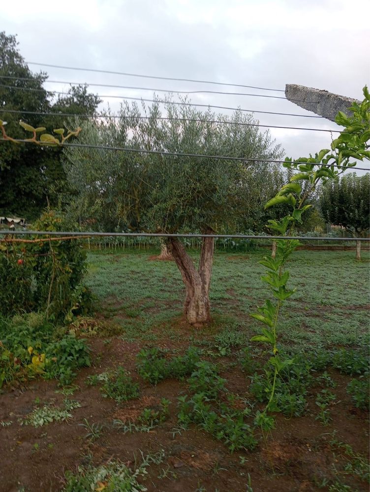Vendo Oliveiras