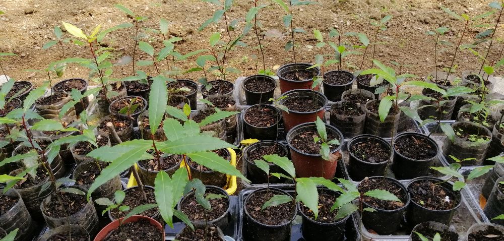 Loureiro / Louro - planta em vaso