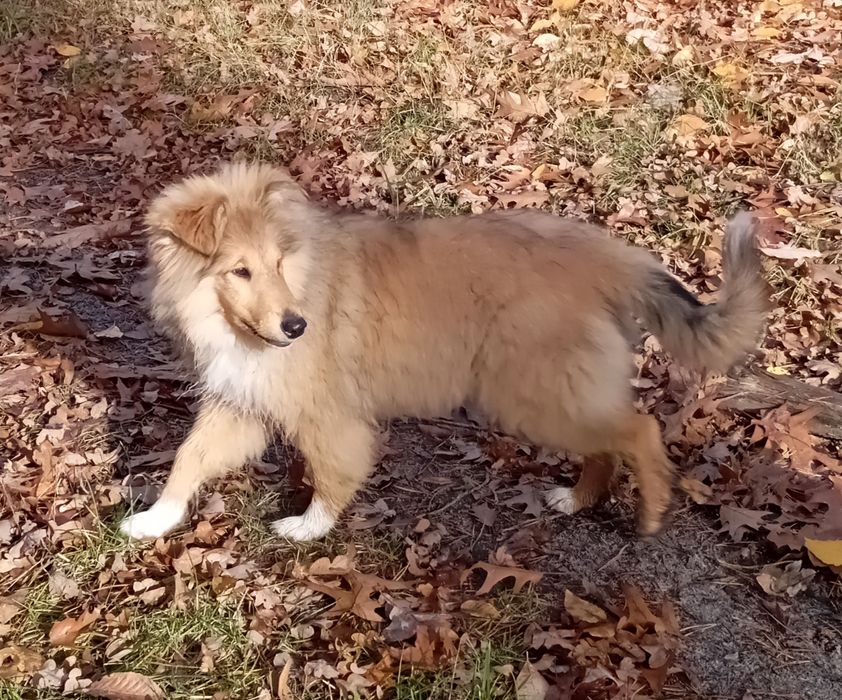 Owczarek szkocki collie