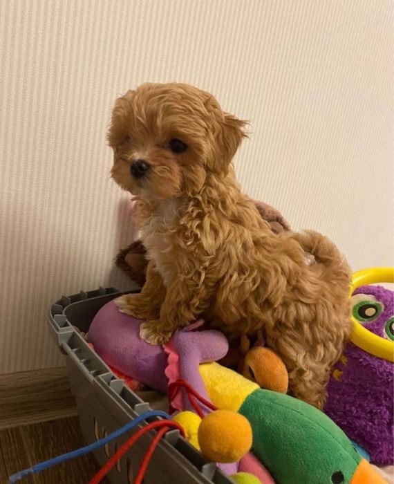 Premium Мальтипу только у нас