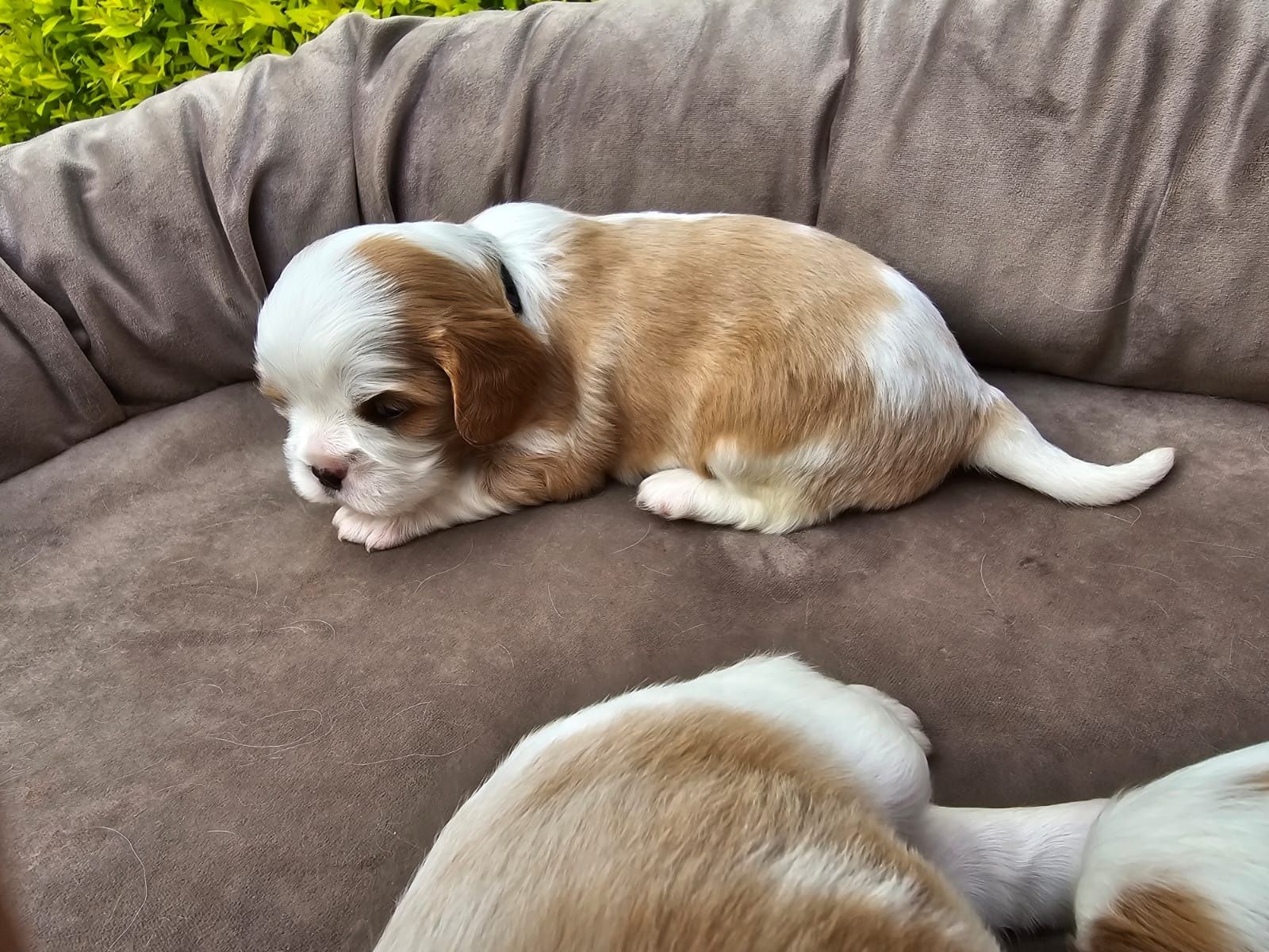 Cavalier King Charles Spaniel