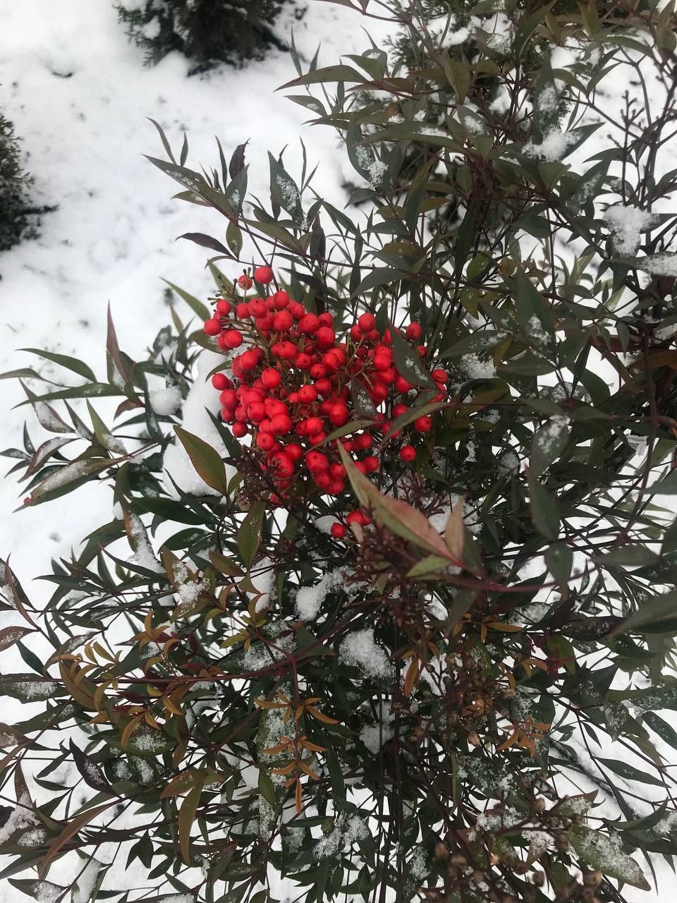 Nandina domestika