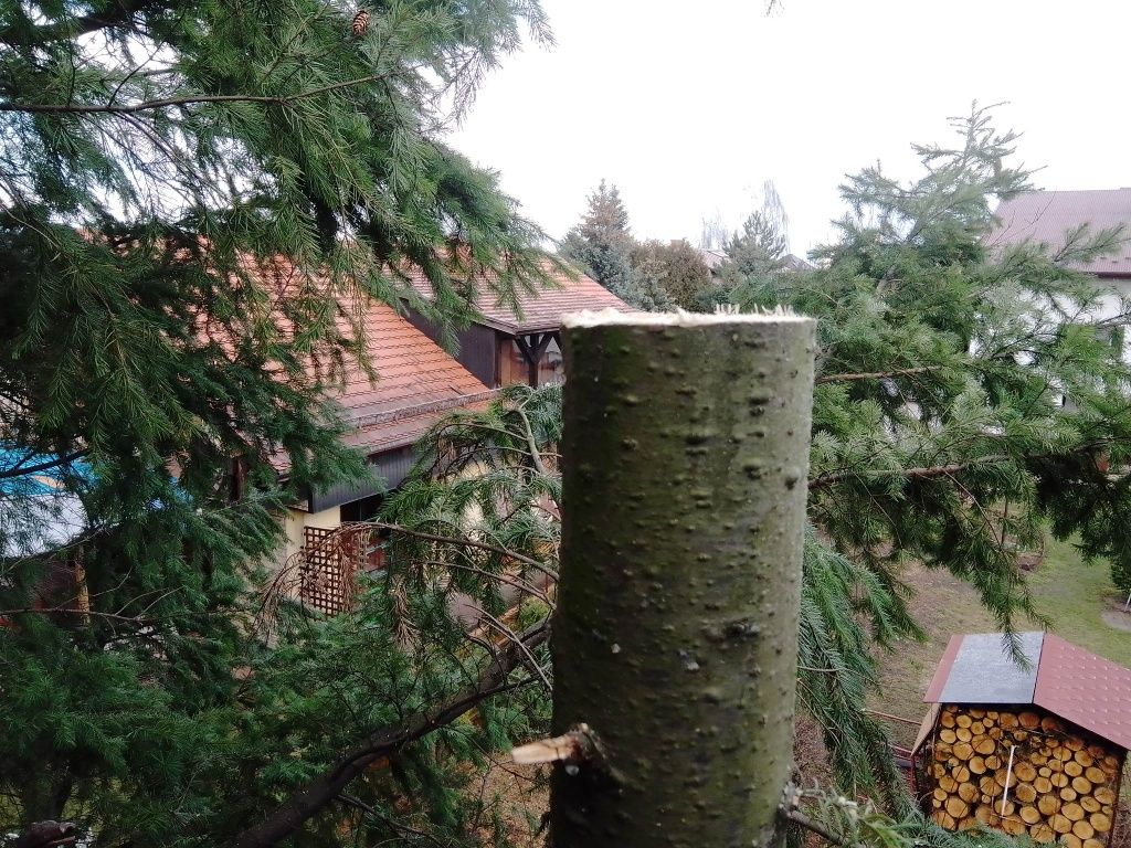 Wycinka drzew metodami alpinistycznymi, prace ogrodowe.