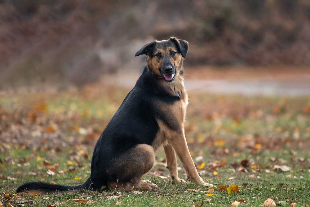 Віддам в добрі руки молодого собаку Кайзера.