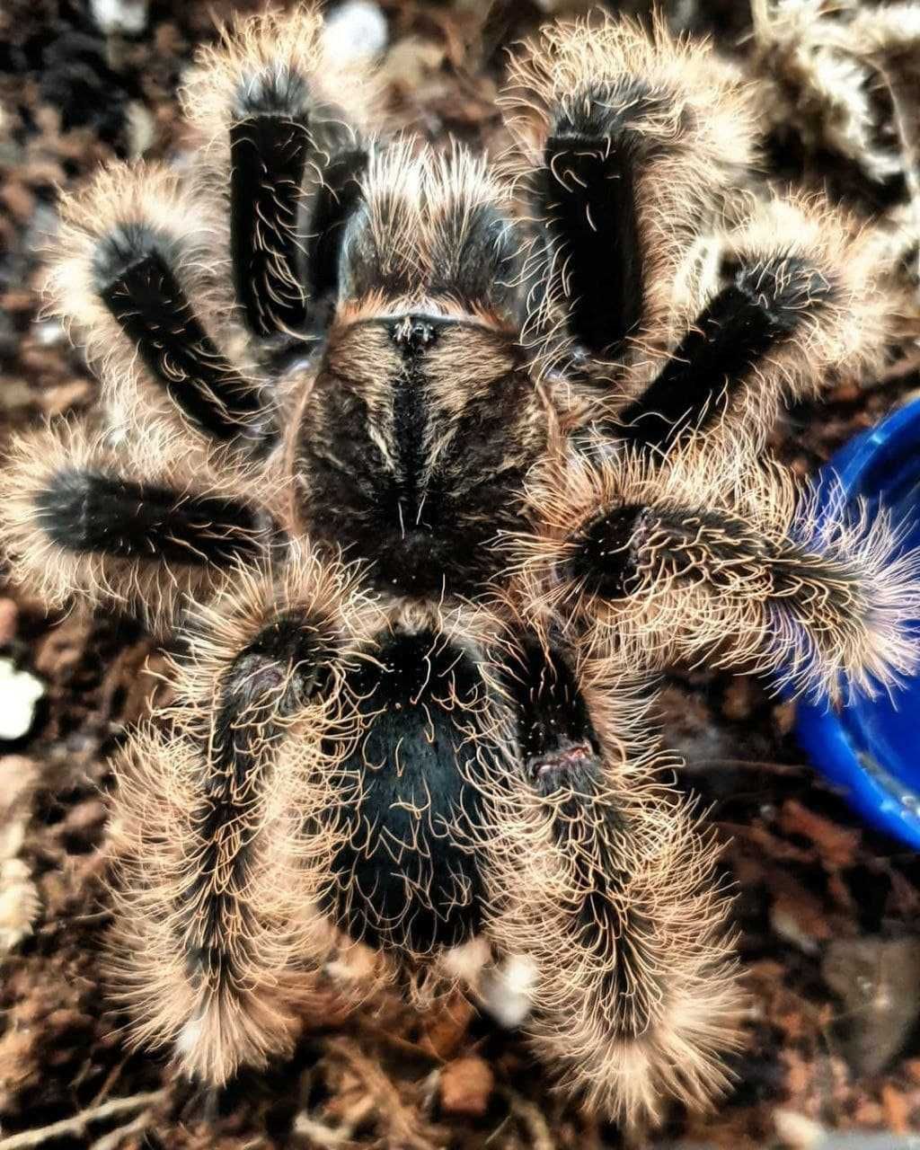 Brachypelma albopilosum самка паука птицееда для новичков