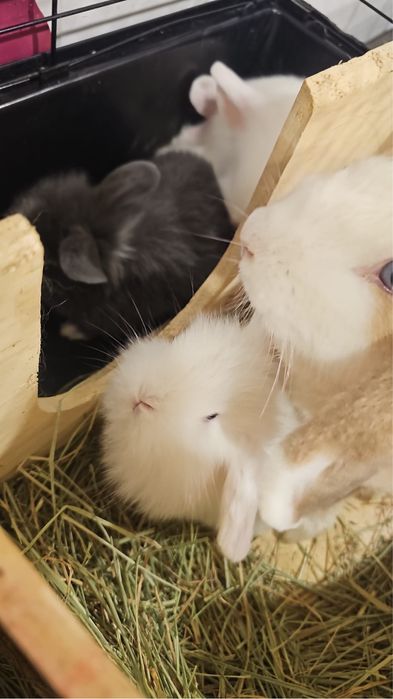 Coelhos anões bebés