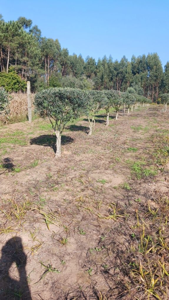 Oliveiras para jardim ou produção