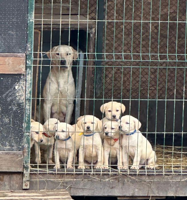 Лабрадор Ретрівер Золотистий, в"язка. Labrador Retriever