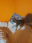 Buldog francuski pies wykastrowany