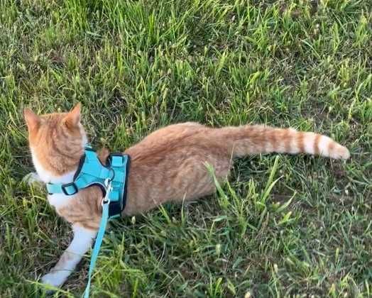 Zaginął Kot Rudo Biały młody kocurek Grzymalin Poszukiwany