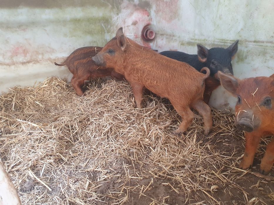 Swinia mangalica. Węgierska