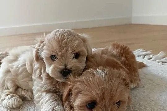 Maltipoo malutkie pieski