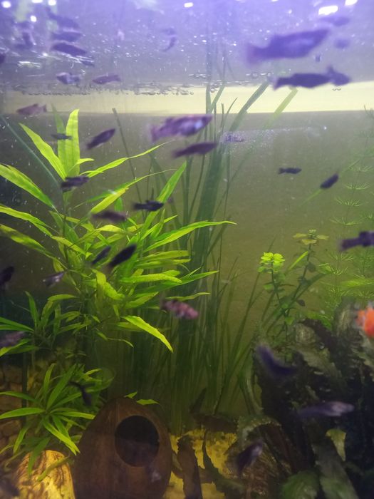 Molinezja żaglopłetwa, księżycowa, dalmatyńczyk