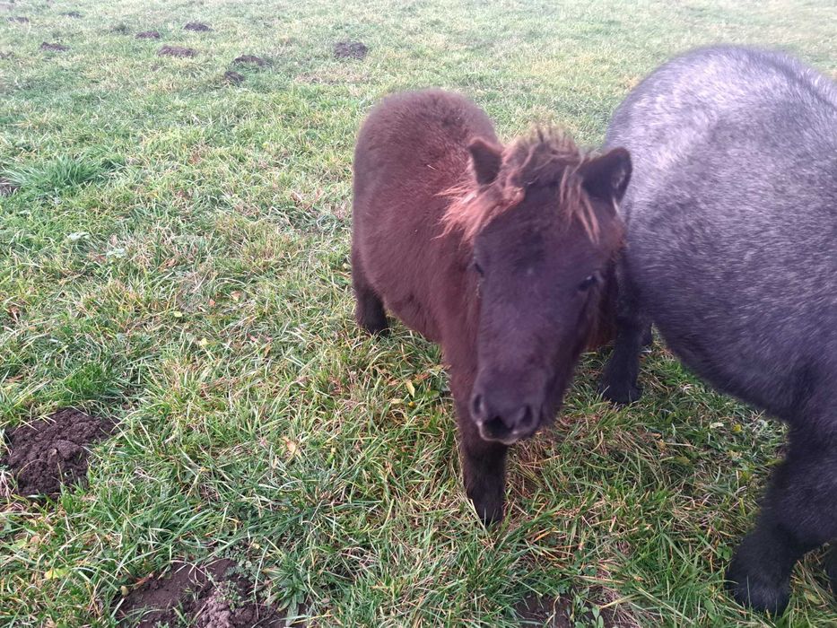 Kucyki ogierki 0,5 roku i 1,5 roku