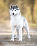 Śliczny piesek Siberian Husky / Hodowla ZKwP FCI od 1994 roku