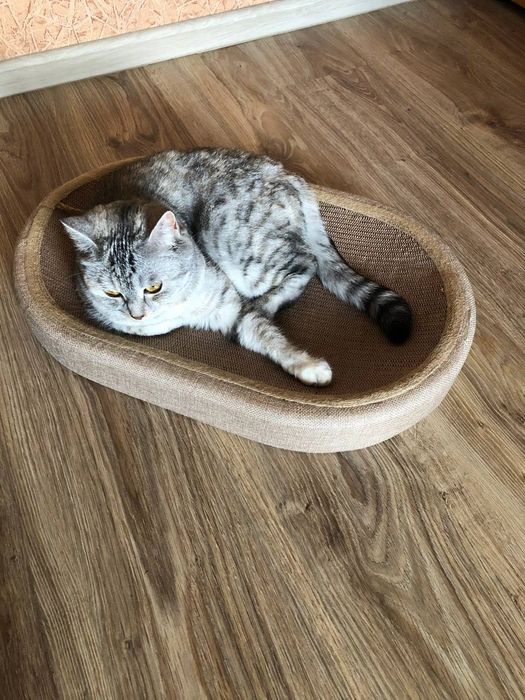 Когтеточка-лежанка 2-в-1 для котів – зручна з м'ячиком