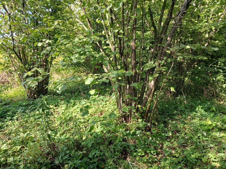 Drewno na opał leszczyny